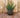 Vaso tondo BEGONIA 80 HIGH