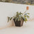 Vaso quadrato CLAVEL 30 COLOR