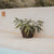 Vaso quadrato CLAVEL 30 COLOR