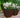 Vaso quadrato CLAVEL 40 COLOR