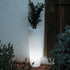 VASO ALTO FICUS 80 CON LUCE