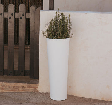 VASO ALTO FICUS 80