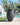 Vaso tondo ALOE 55 - 03