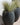 Vaso tondo ALOE 45 - 26