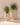 Vaso tondo ALOE 45 - 31