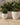 Vaso tondo ARECA 60 - 37