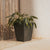 Vaso quadrato CALENDULA 50 Rustica colore