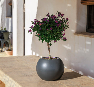 VASO ROTONDO DALIA 70